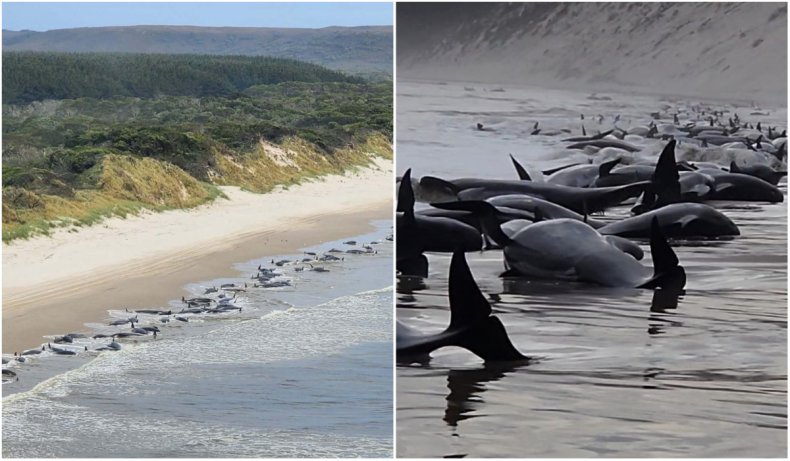 Whale stranding in Tasmania, 2022