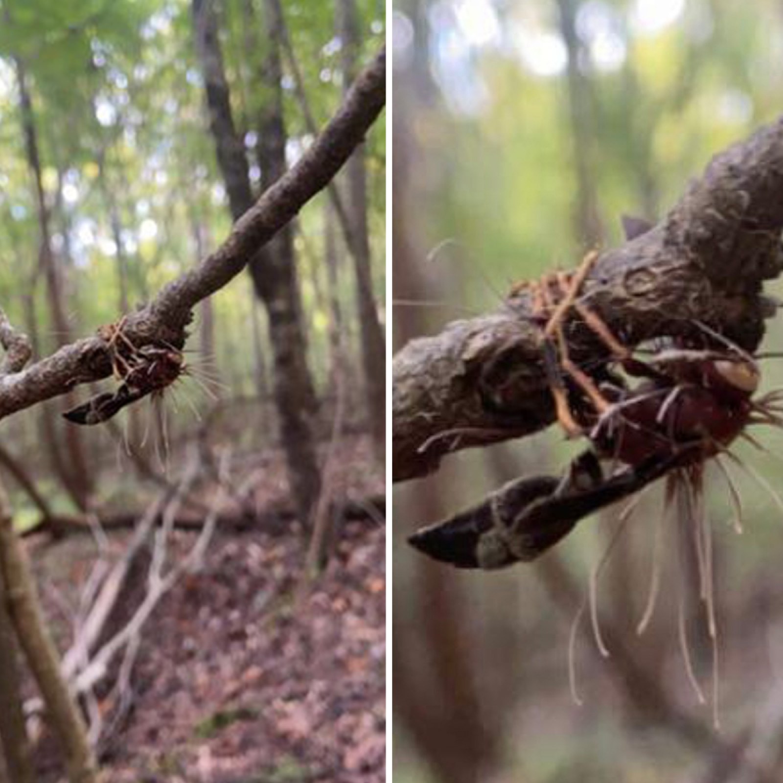 Buff Parasite Parasitic Fungi Can Be On
