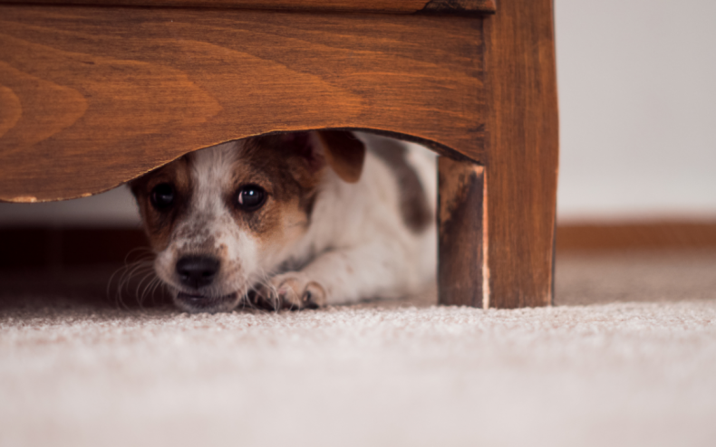 A dog hides under a bed.