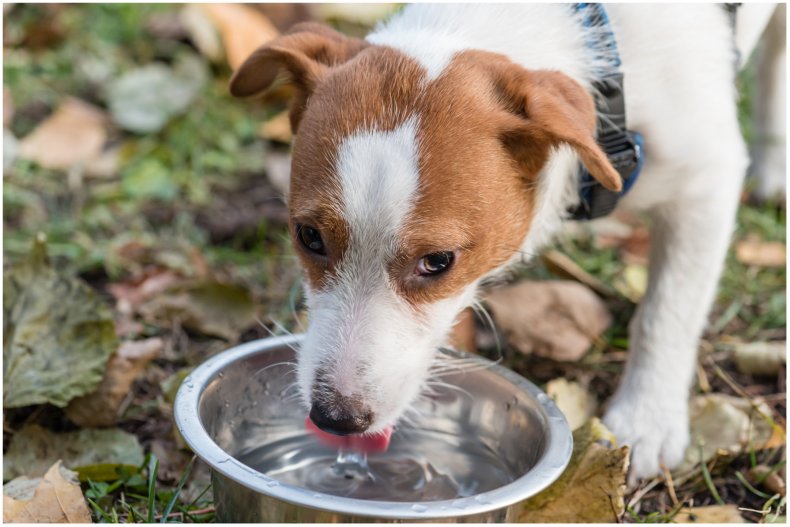 Stock image of a dog drinking water