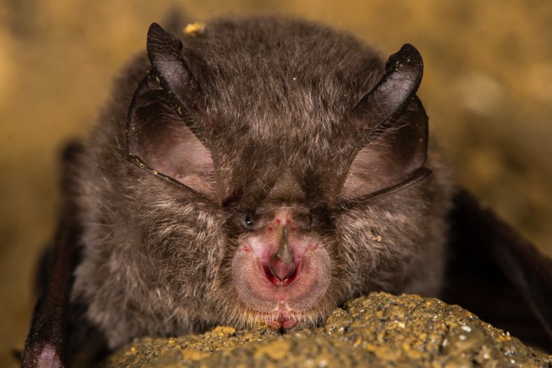 A lesser horseshoe bat 