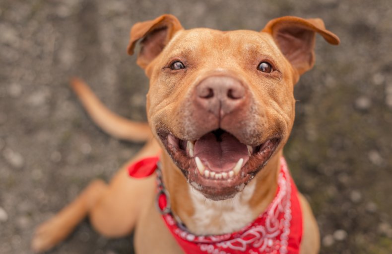 Dog howls for brother missing in woods