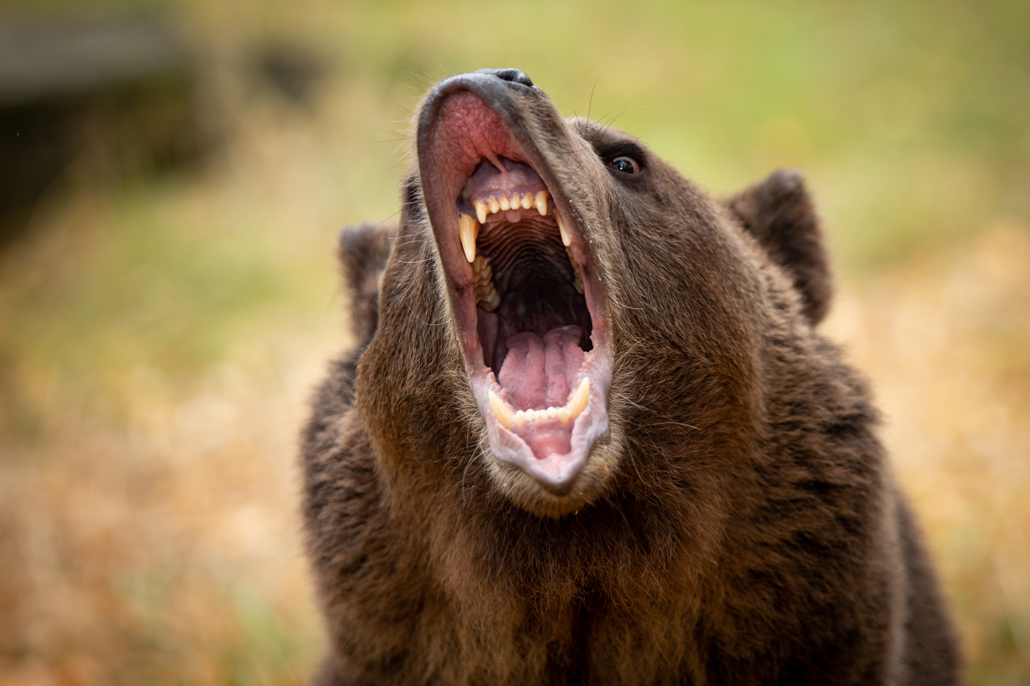 brown bear teeth