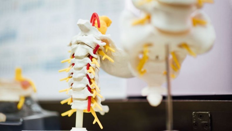 Spine