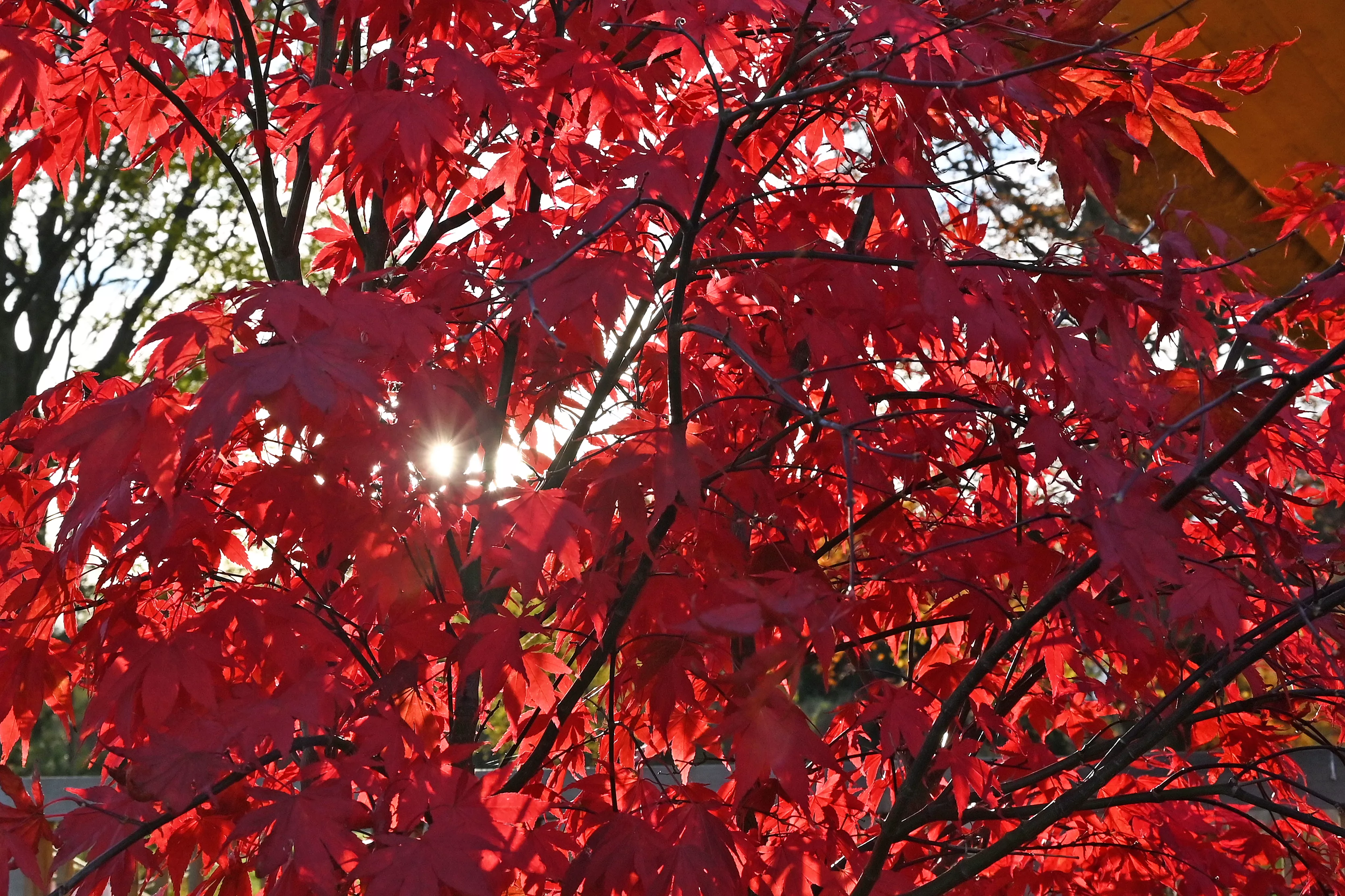 It's the First Day of Fall: Celebrate With These Cozy TV Shows and Movies - Vimarsana News