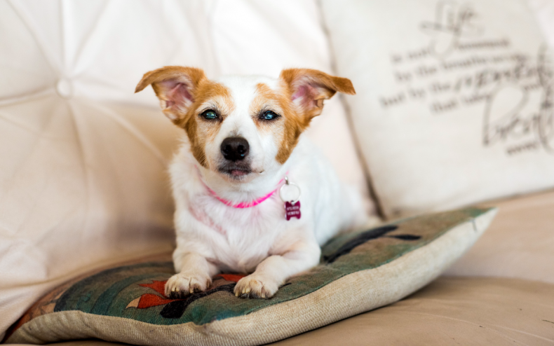 A blind dog on a cushion.