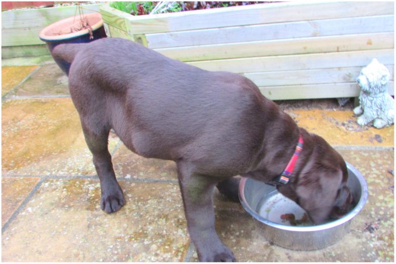 Stock image of a dog eating