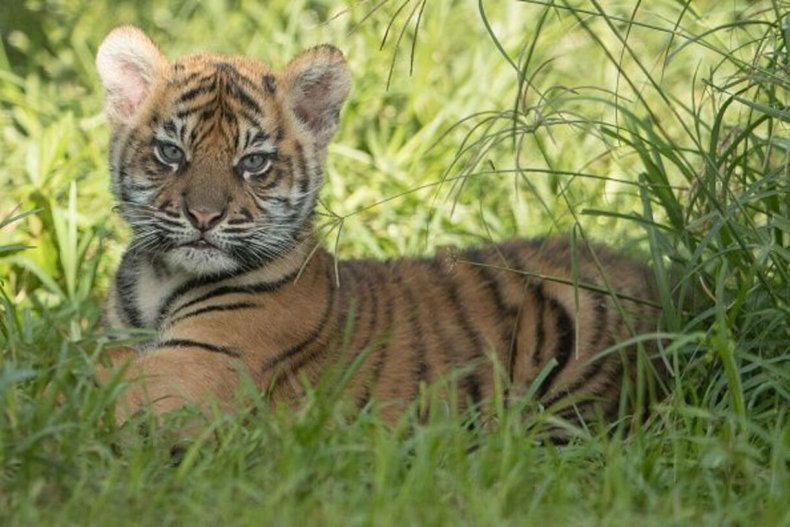 Sumatra-Tigerjunge