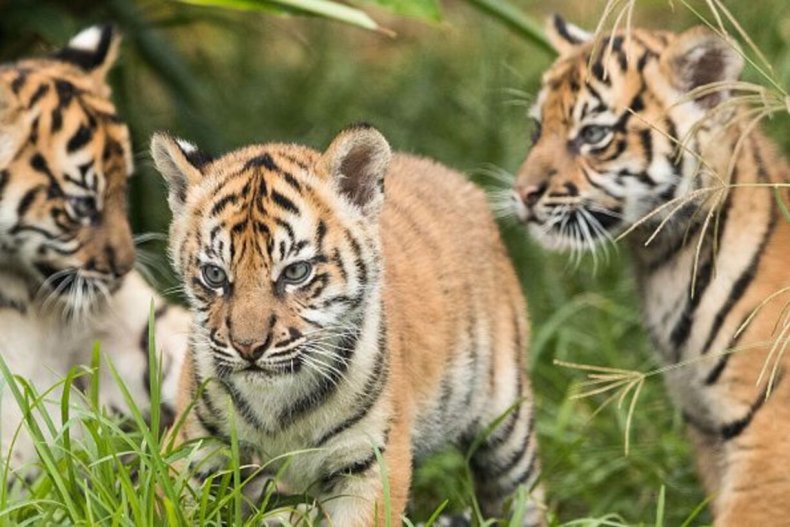 Sumatra-Tigerjunge