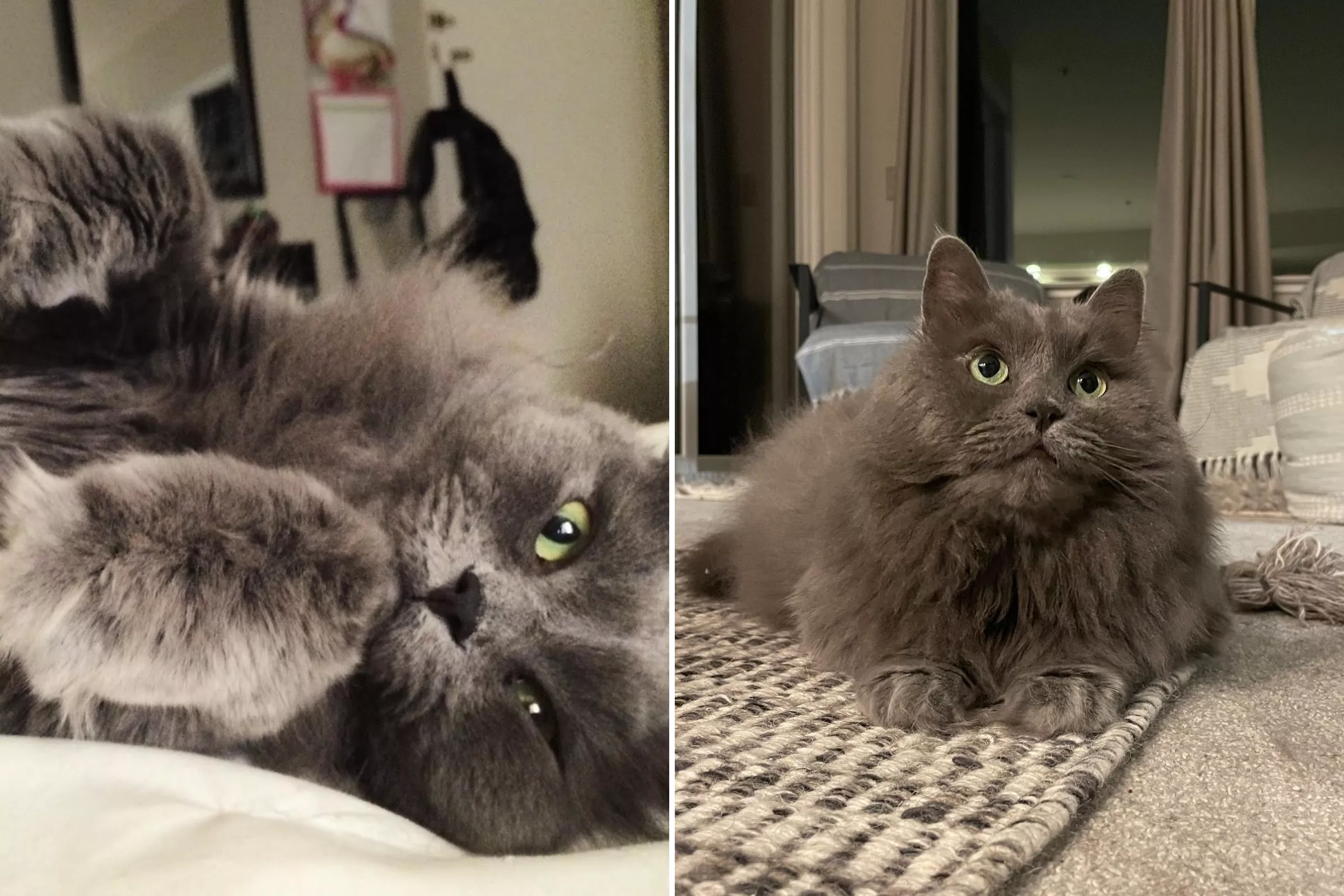 'Sassy' Nebelung Cat From California Wins Pet of the Week - Vimarsana News
