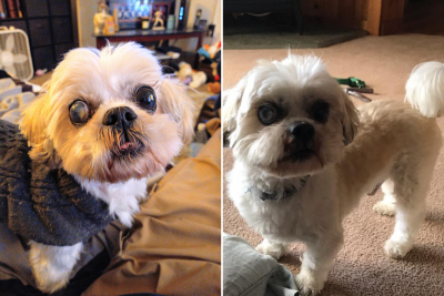 Cheech the dog okuyucu alt Cheech the dog okuyucu alt