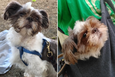 Biggie Pawls the köpek okuyucu alt Biggie Pawls the köpek okuyucu alt