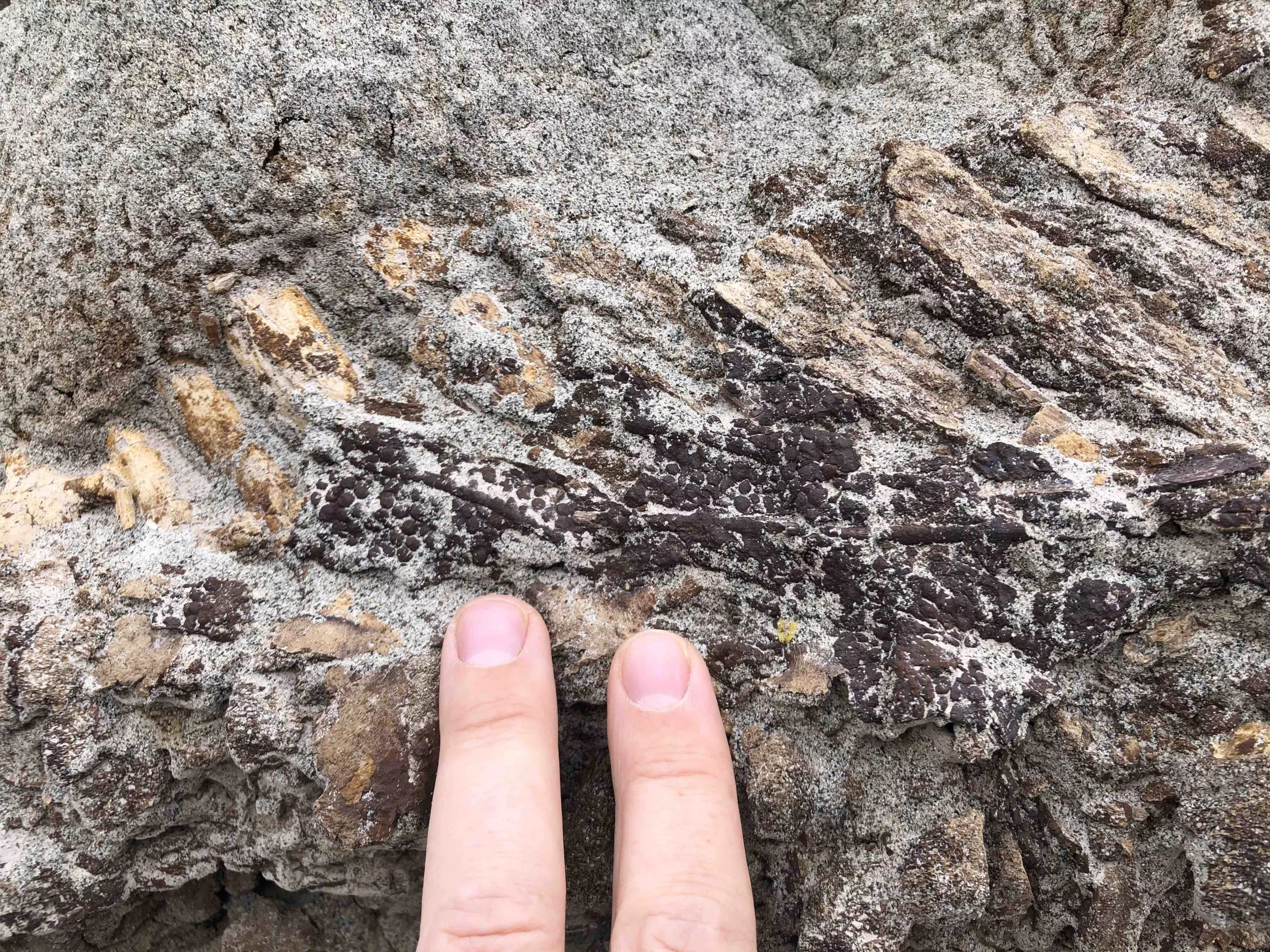 Watch Mummified Dinosaur Be Excavated From Rock in Mesmerizing Timelapse - Vimarsana News