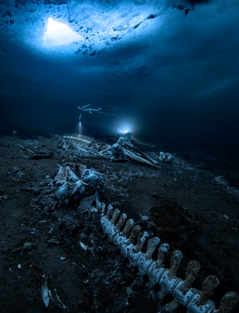 Untouched Whale Graveyard Captured in Eerie Photo: 'You're All Alone'