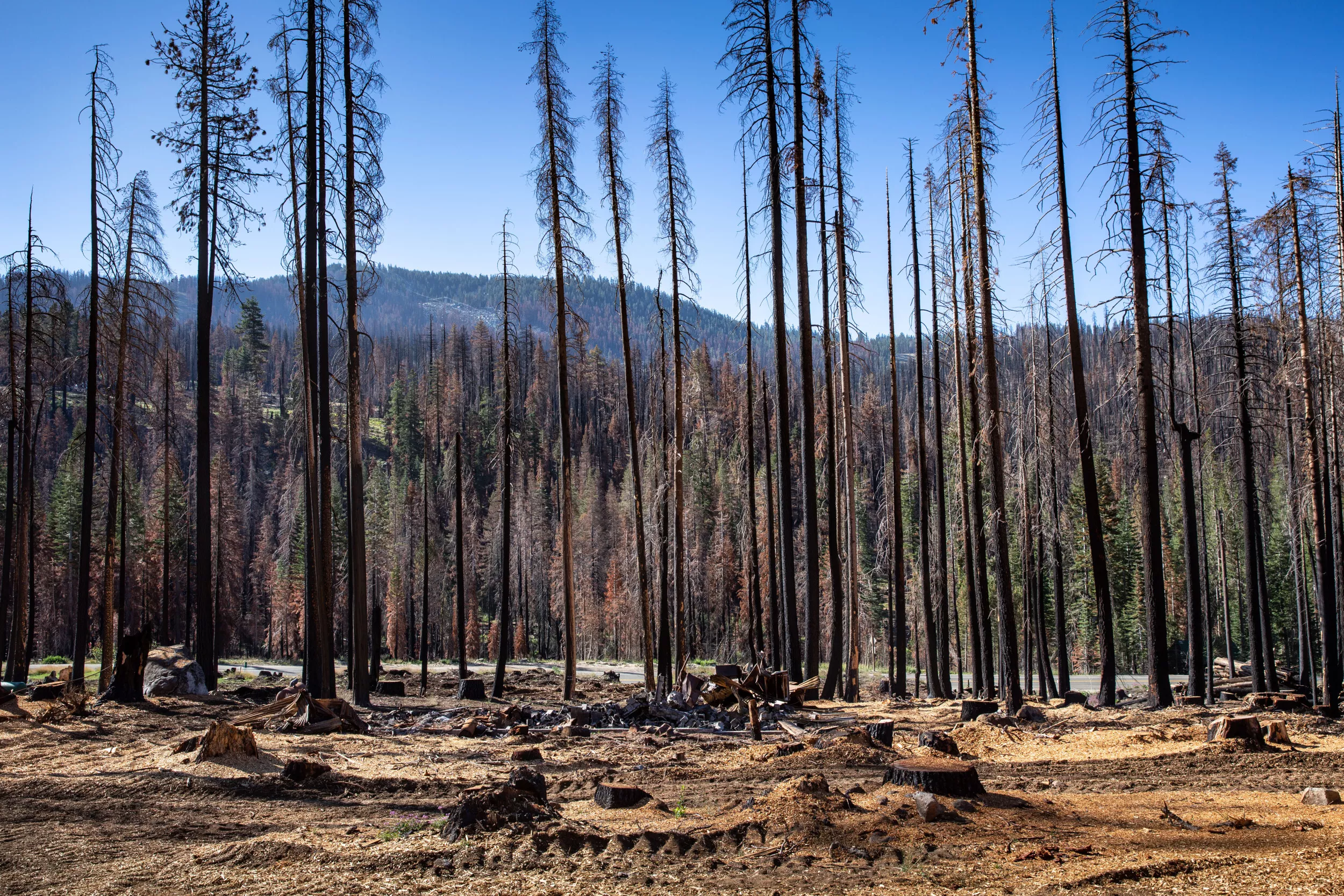 Drought Is Killing the Trees at Lake Tahoe - Vimarsana News
