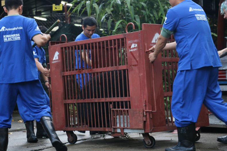 Bile bear rescue