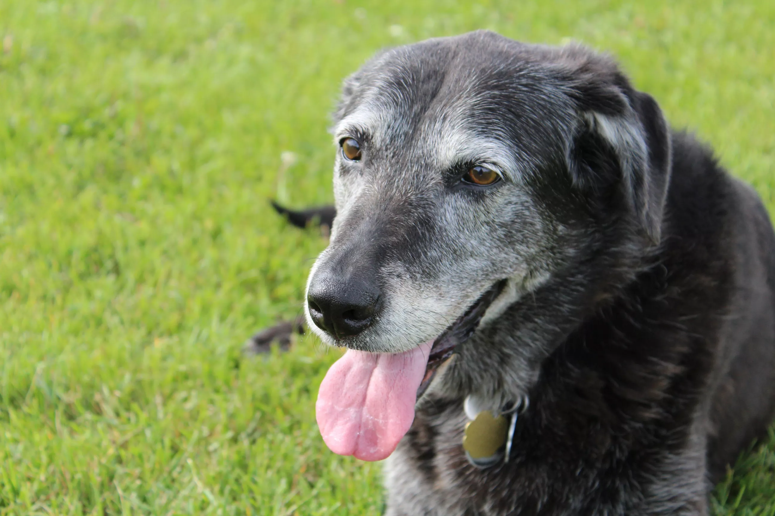 Spouse Refusing Husband's Demands To Euthanize Old Dog Sparks Fierce Debate - Vimarsana News