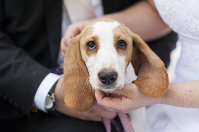 beagle at wedding