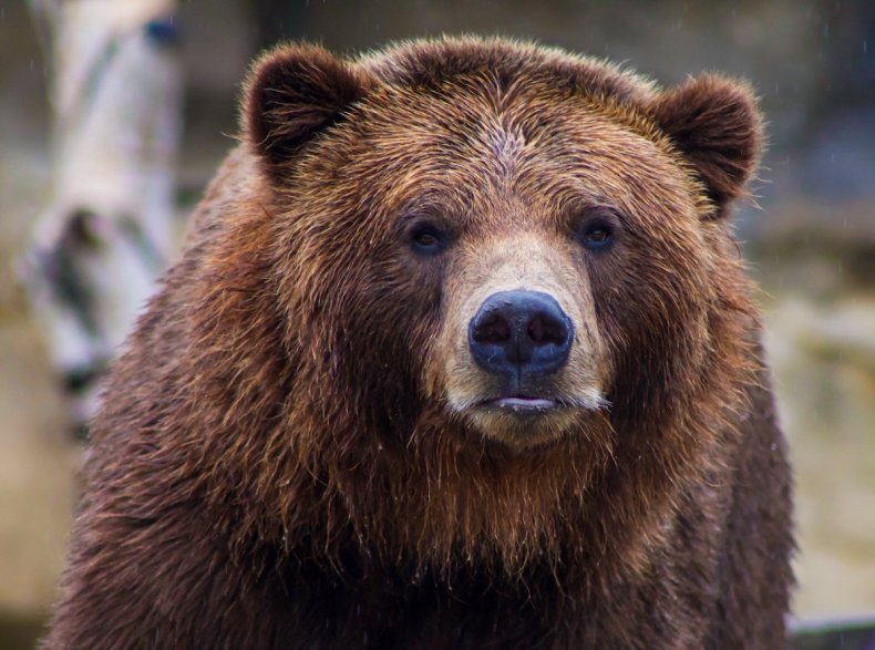 Stock image of a grizzly bear