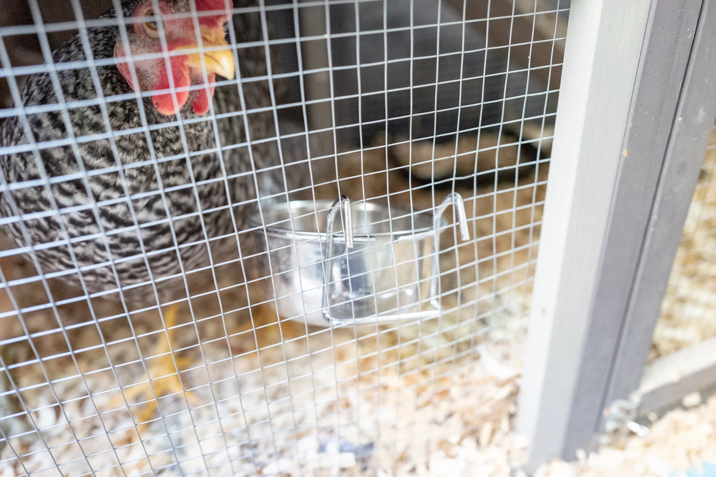 Ex-Paratrooper Locked in Chicken Coop by Toddler Forced to Call For Help - Vimarsana News