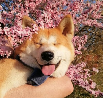 A happy Shiba in blossoms.