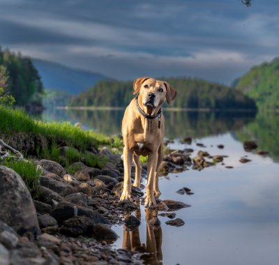 A labrador stood by a lake.