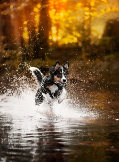 A dog making a splash