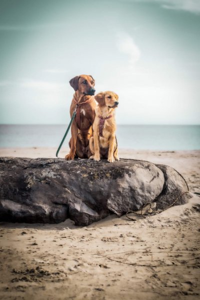 A pair of dogs on the beach.