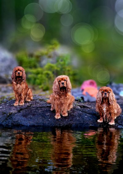 A trio of dogs by a river.