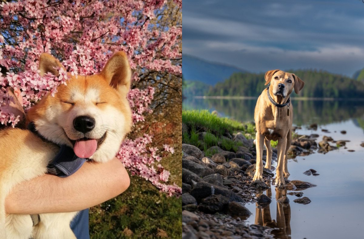 Contest Showcases Adorable Dog Photos