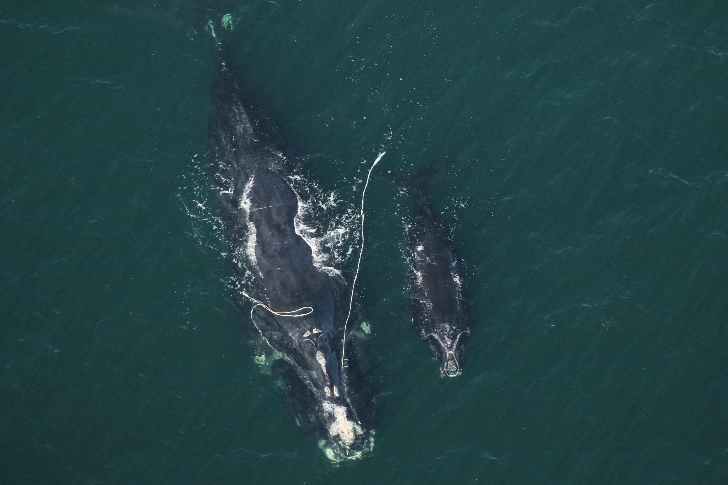 'Gut Wrenching': Dying Right Whale Snow Cone Facing 'Inexcusable ...