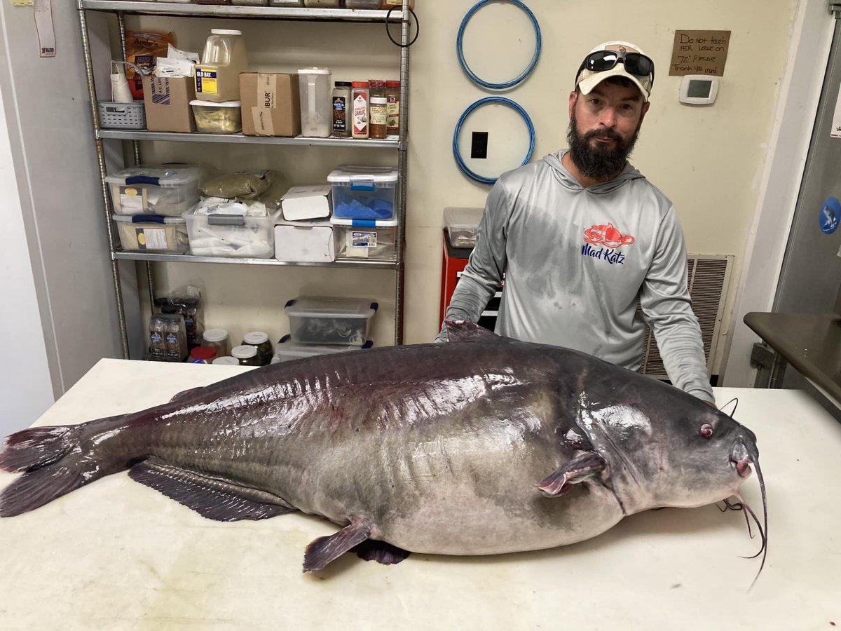 Monster': Tennessee Fisherman Catch Enormous Blue Catfish, Throws it Back