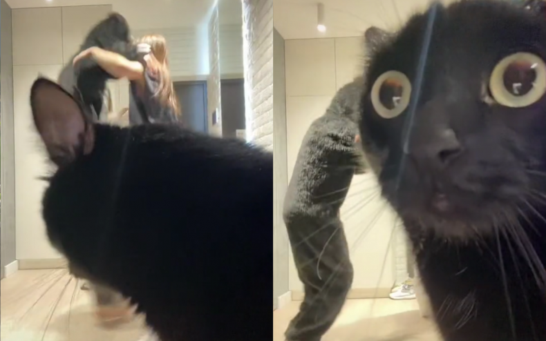 Cat’s Response to Proprietor Performing TikTok Dance Has Folks in Stitches