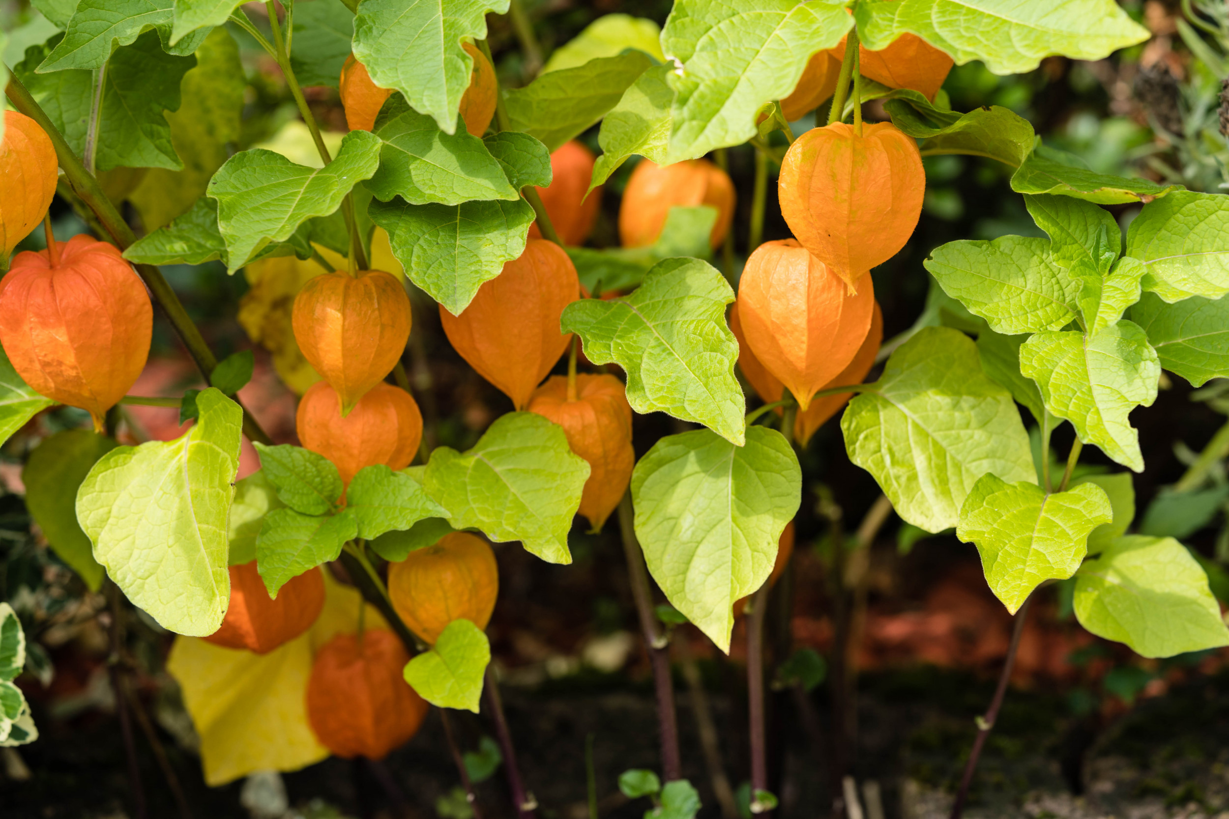 What Plants Grow Best In October TrendRadars UK