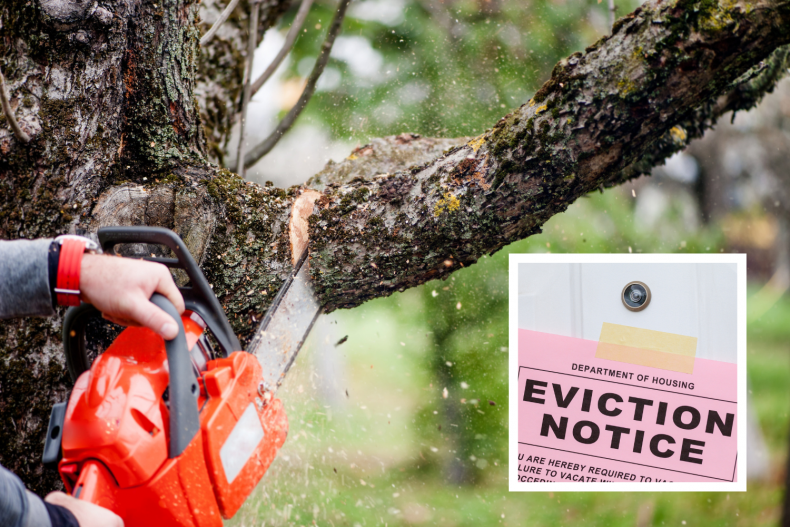 Tree felling and eviction notice