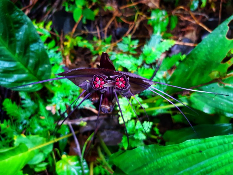 bat flower