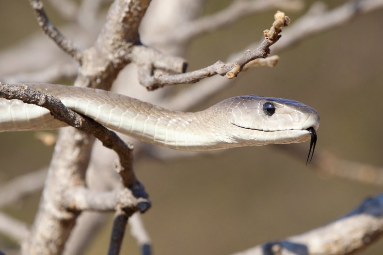 Black Mamba