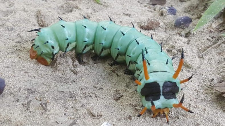 Hickory horned devil