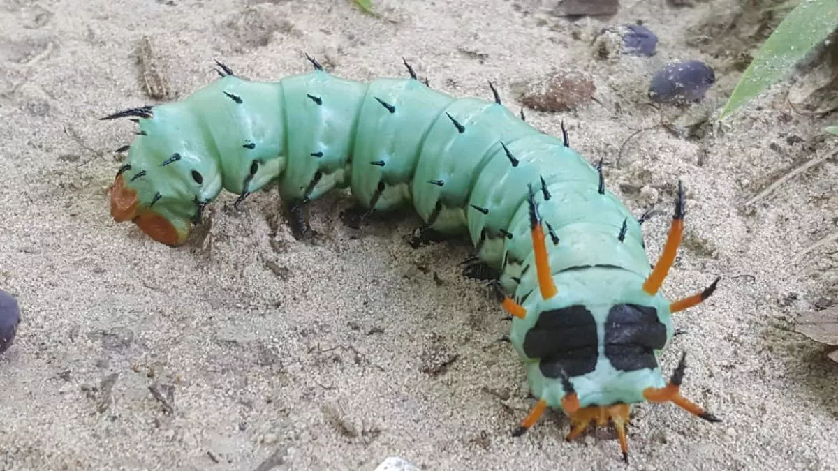 Giant Hickory Horned Devils Are Emerging From Trees in Southeastern States - Vimarsana News