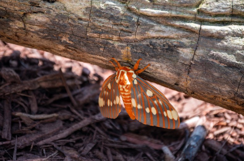 Regal moth