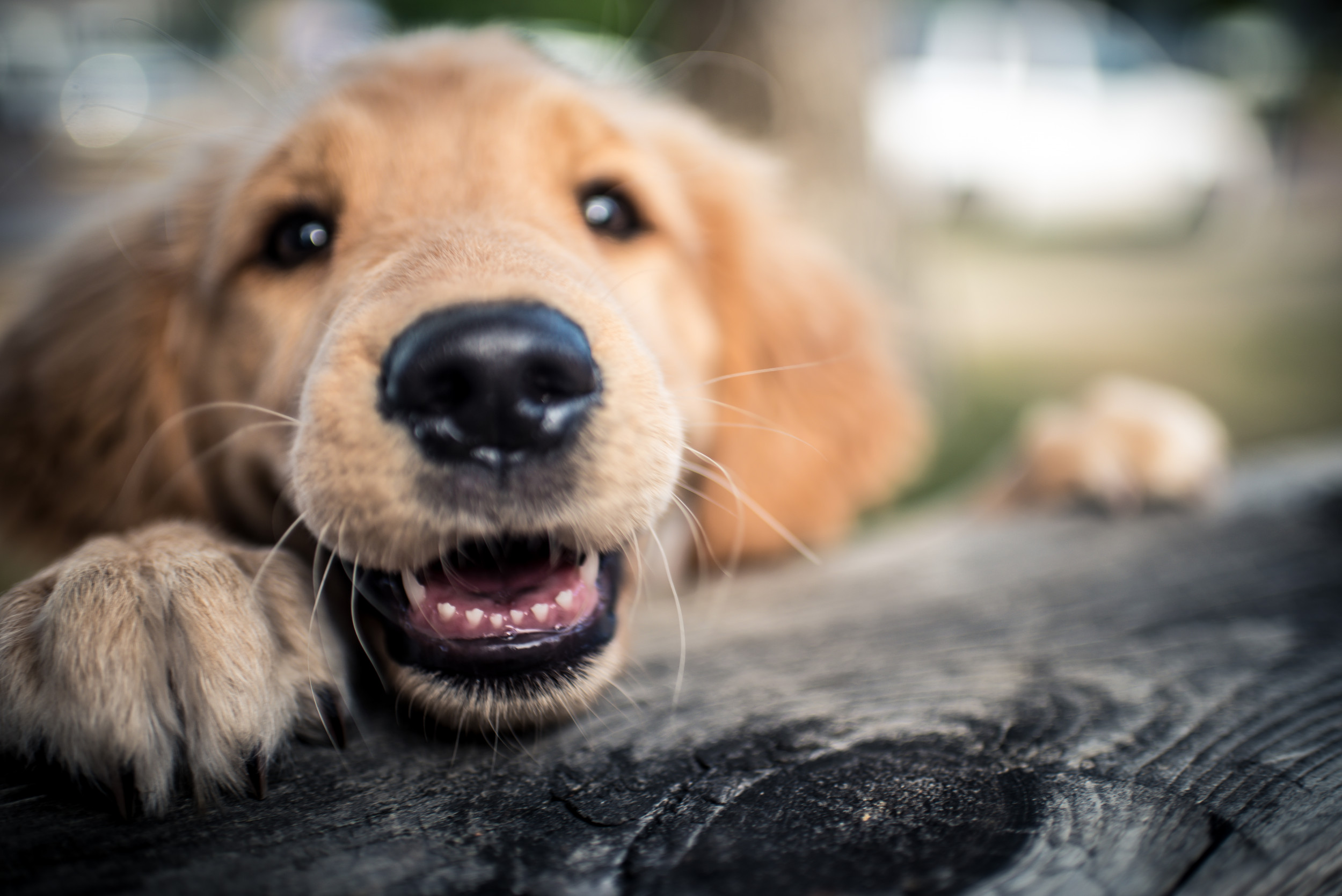 Awwdorable: golden retriever hilariously fails at dog show - ABC7 New York