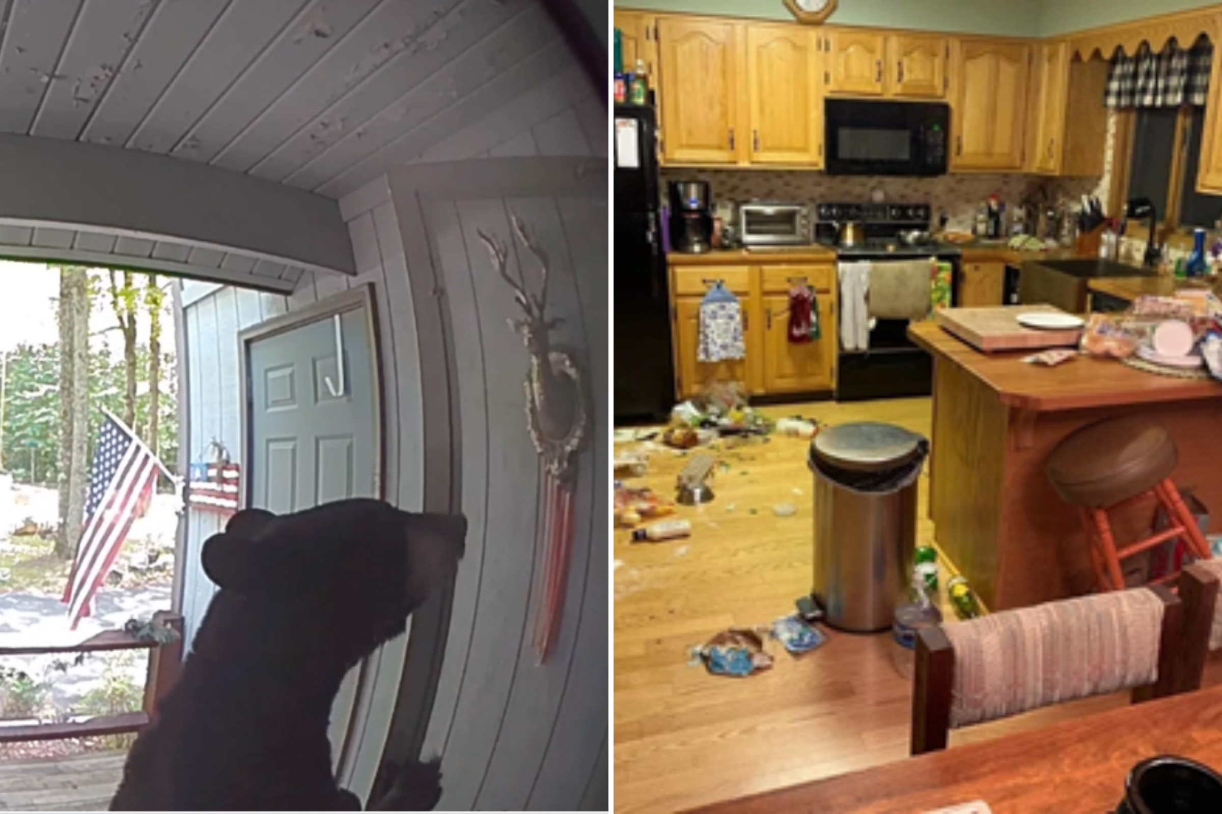 Doorbell Camera Films Hungry Bears Breaking Into Home Before Raiding Fridge