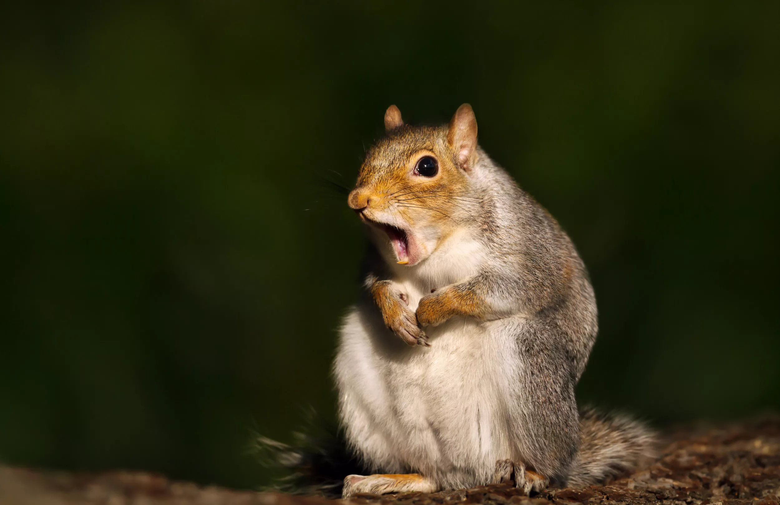 Man Faces Off With Squirrel During Conference Call in Hilarious Video - Vimarsana News