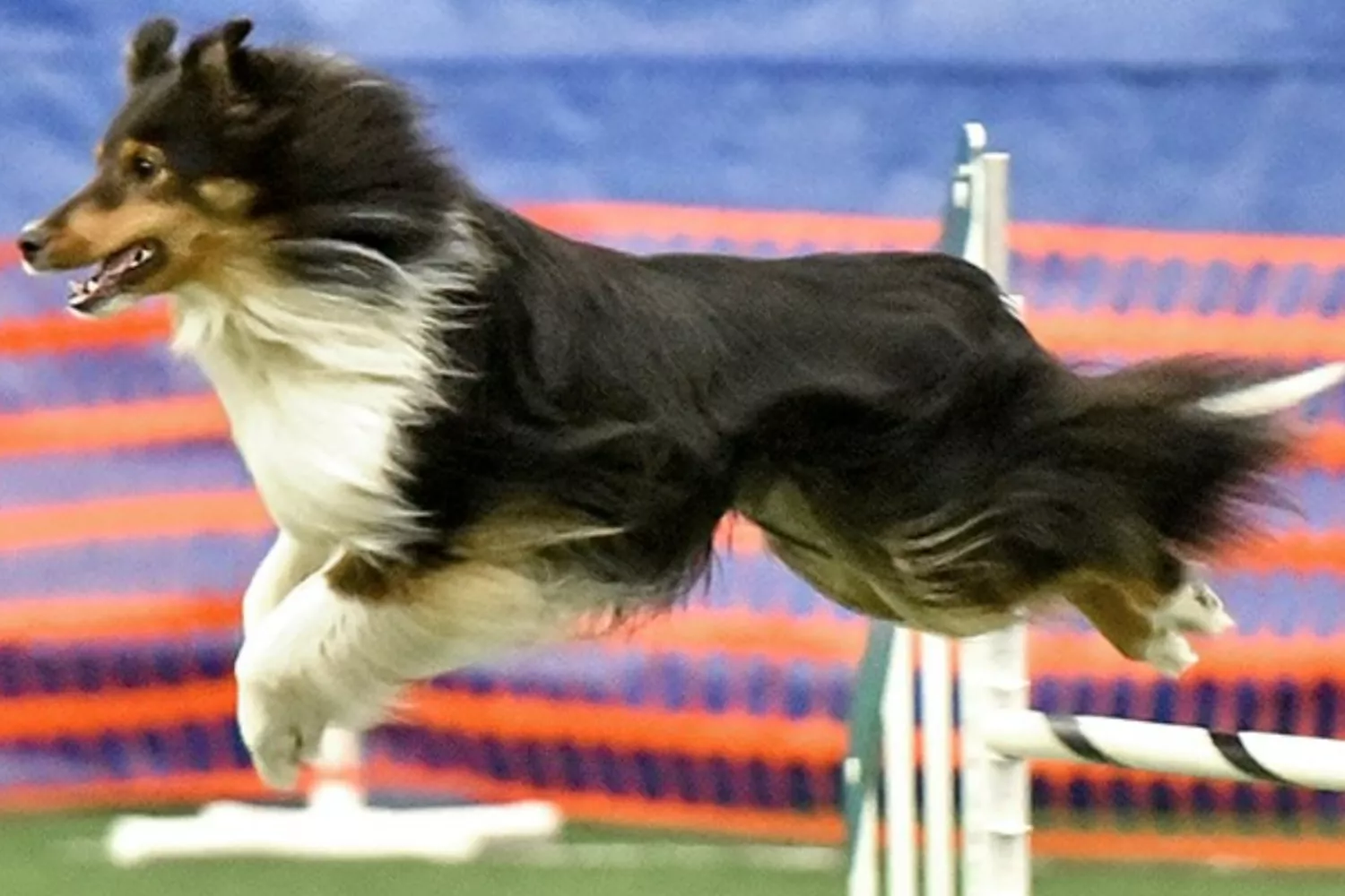 Shetland Sheepdog Who Loves Agility Courses and Hiking Wins Pet of the Week - Vimarsana News