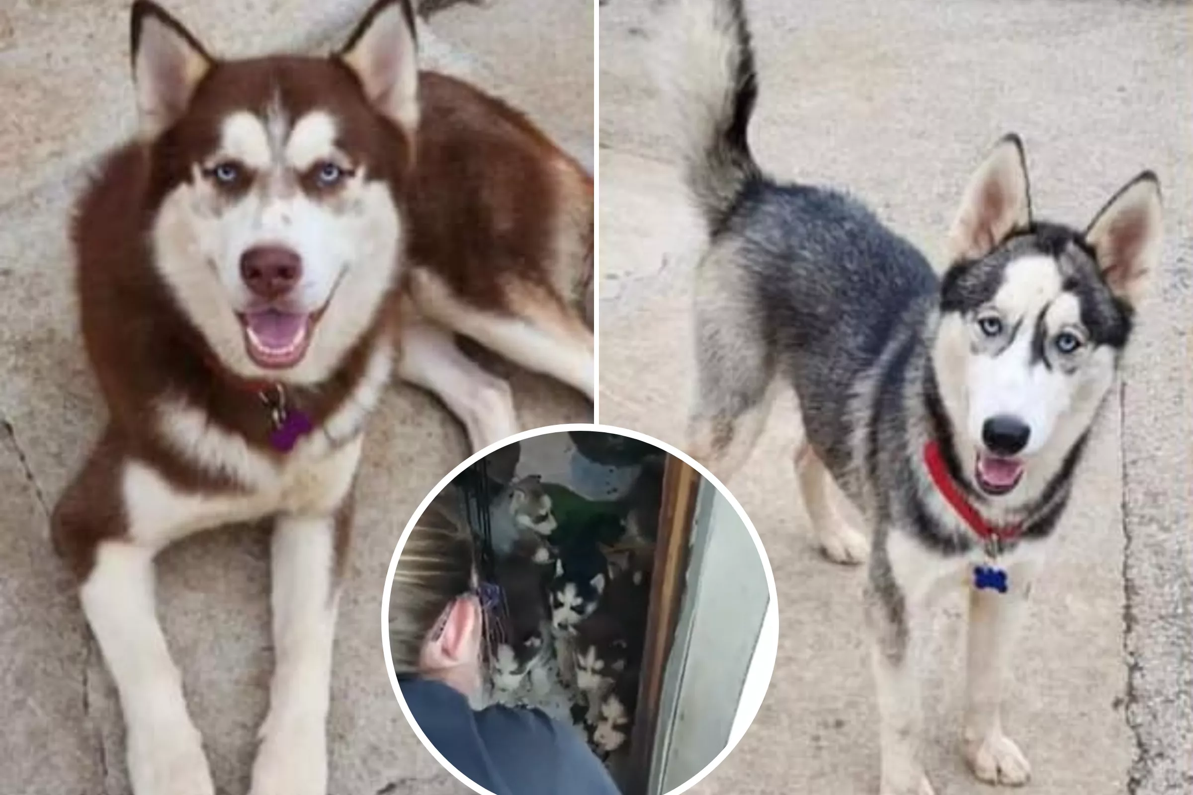 Shock as Rescuers Pick Up Trio of Abandoned Huskies and Discover 8 Puppies - Vimarsana News