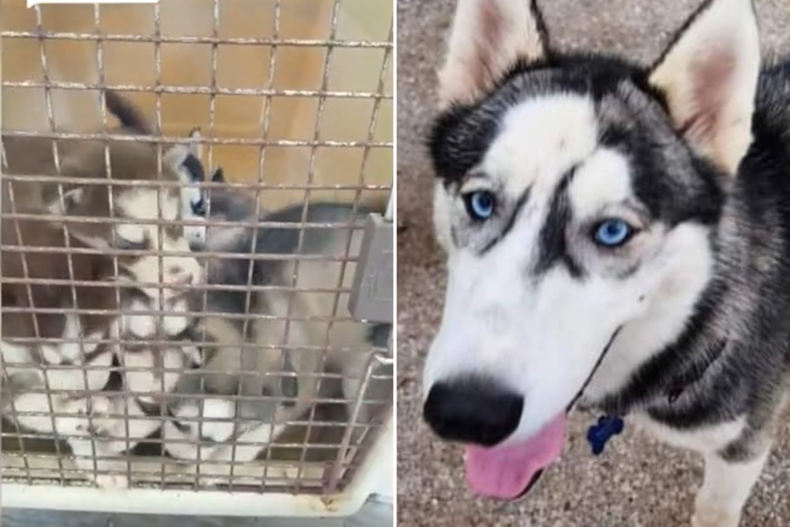 3 huskies and 8 puppies were rescued.