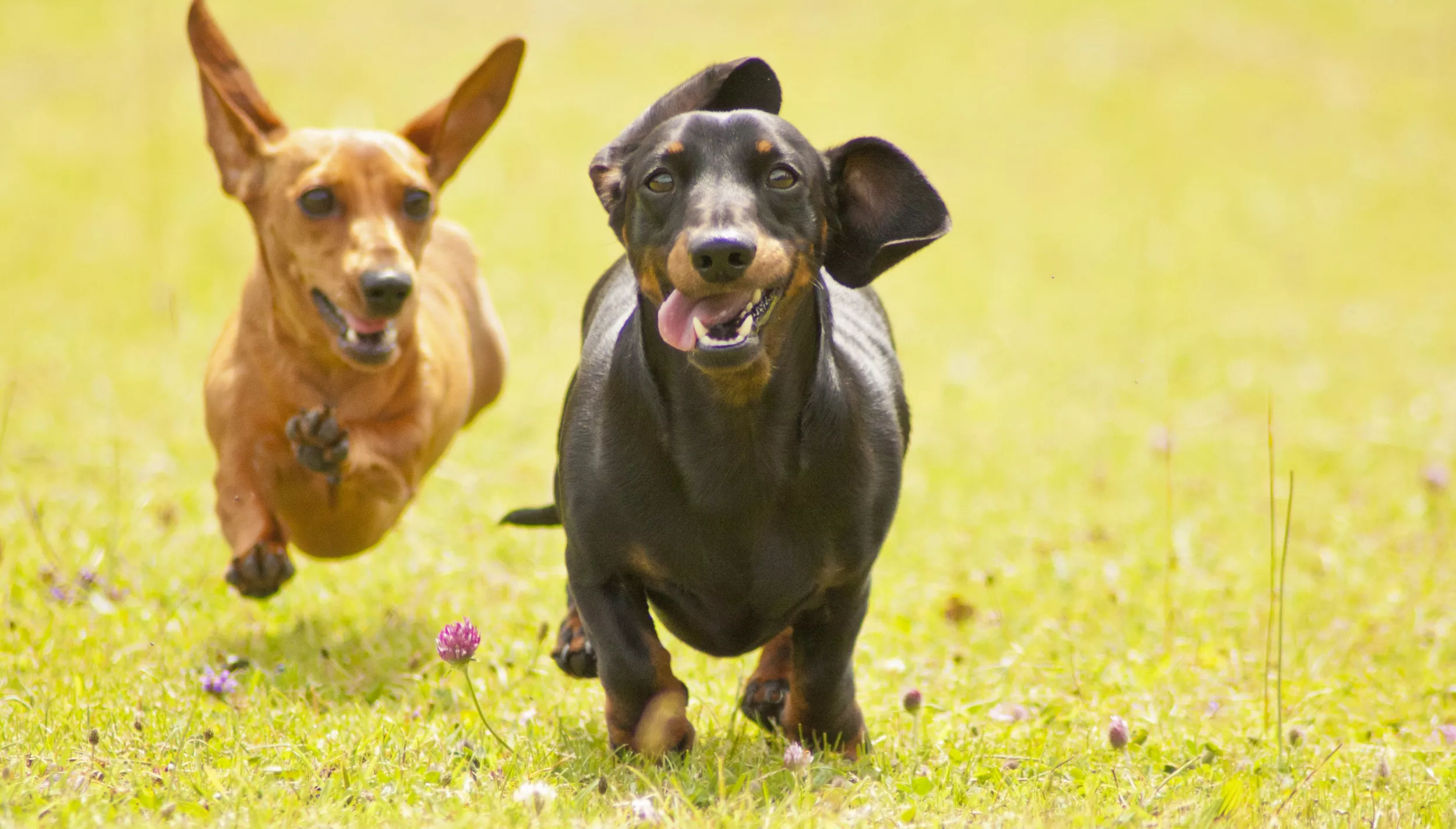 Watch Moment 8 Dachshunds Are Woken Up for a 'Morning Run' in Viral Clip - Vimarsana News
