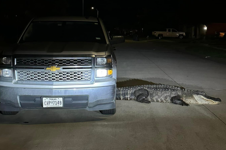 Photo of 12-foot alligator in Texas.