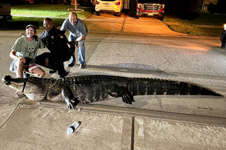 Photo of 12-foot alligator in Texas. 