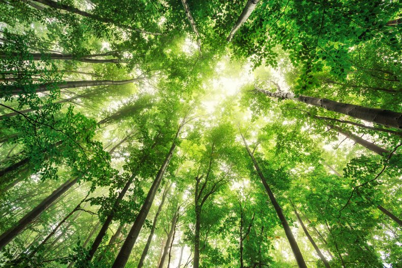 healthy forest